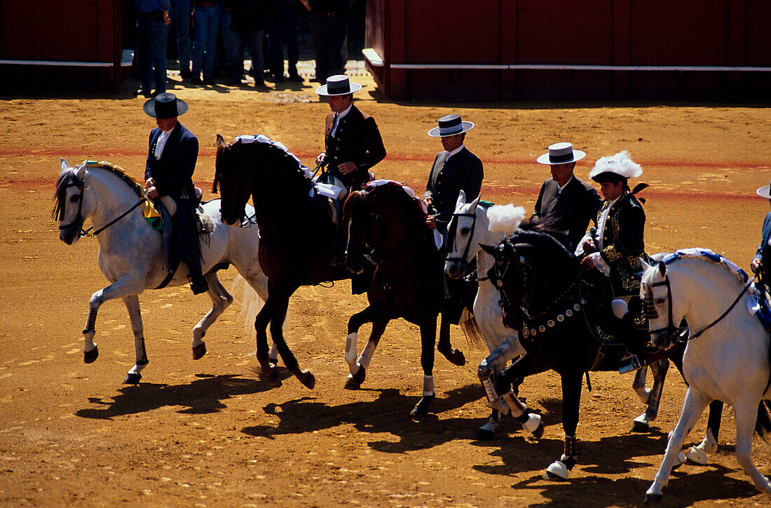 Rejoneo-Reiter, Stierkampf v. Pferd, Real Maestranza, Sevilla Andalusien, Spanien