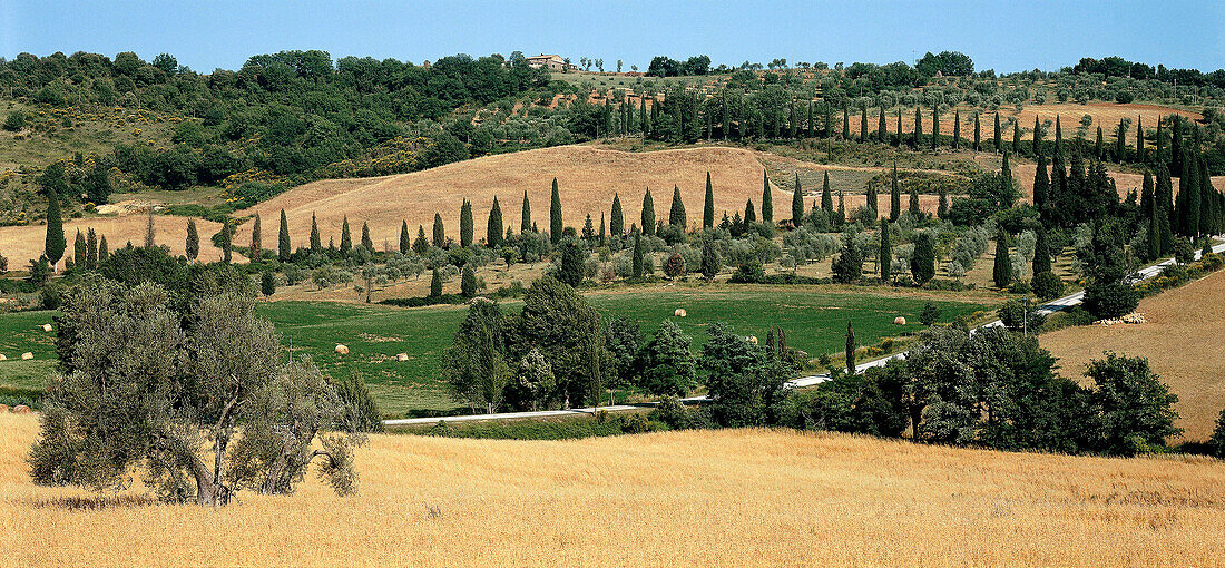 Alley of cypresses near the San Antimo Tuscany, Tuscany, Italy