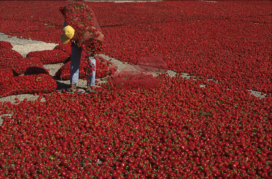 Trocknen von Paprika, La Aparecida, bei Orihuela, Provinz Alicante, Valenciana, Spanien