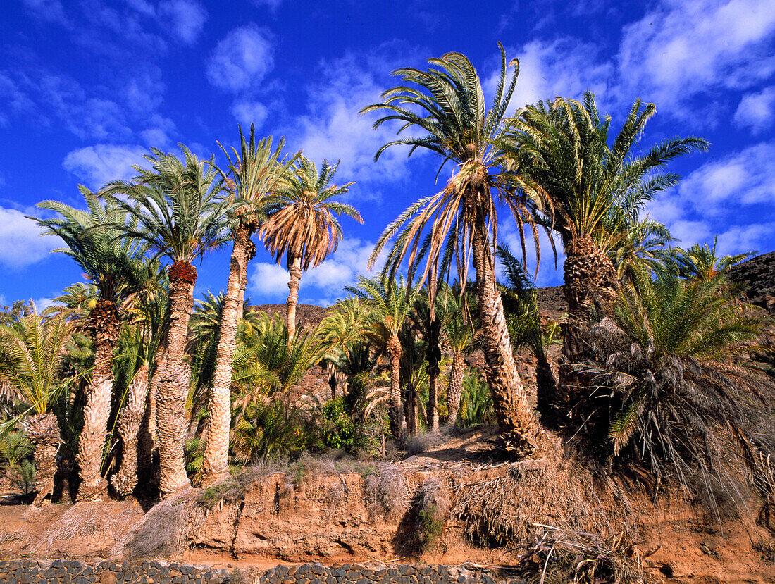 Palmenhain, bei Ajuy, Fuerteventura Kanarische Inseln, Spanien