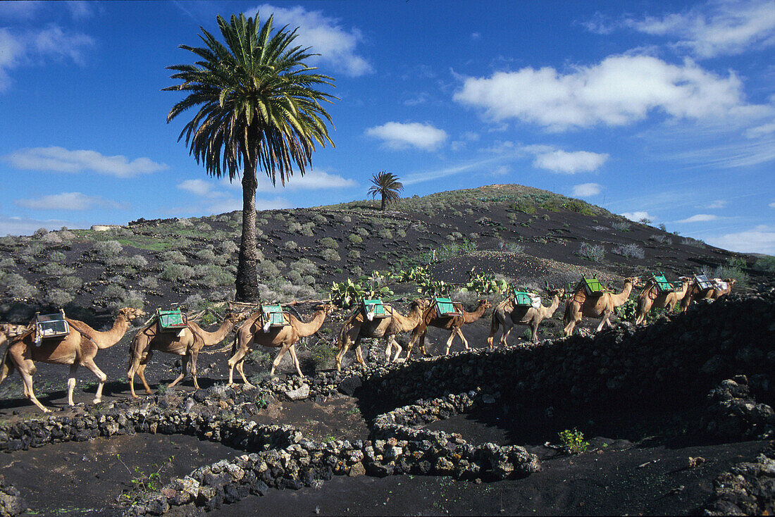Kamele, Montanas del Fuego, bei Uga, Lanzarote, Kanaren Spanien, Europa