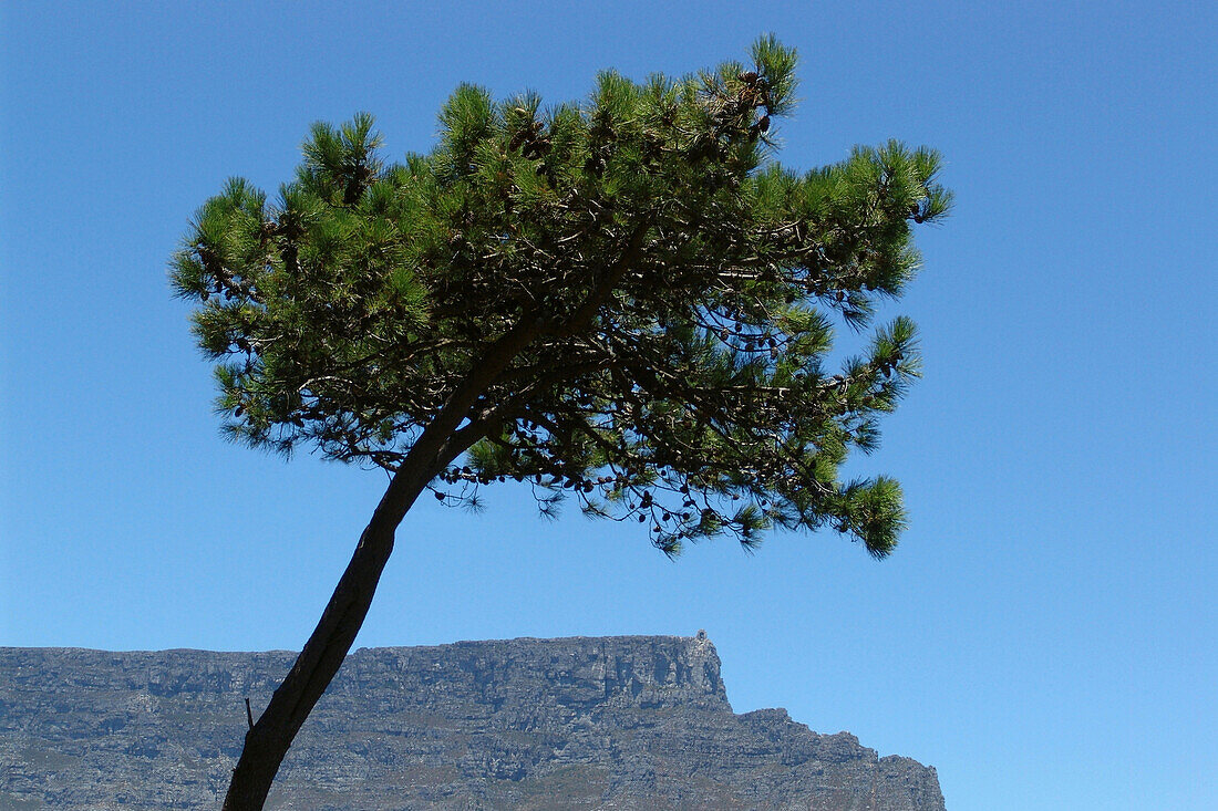 Baum und Tafelberg im Sonnenlicht, Kapstadt, Südafrika, Afrika