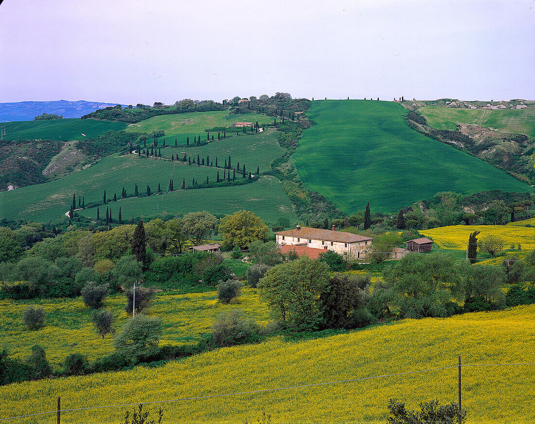 Landhaus, Rapsfeld, Zypressen, Bei La Foce Toskana, Italien