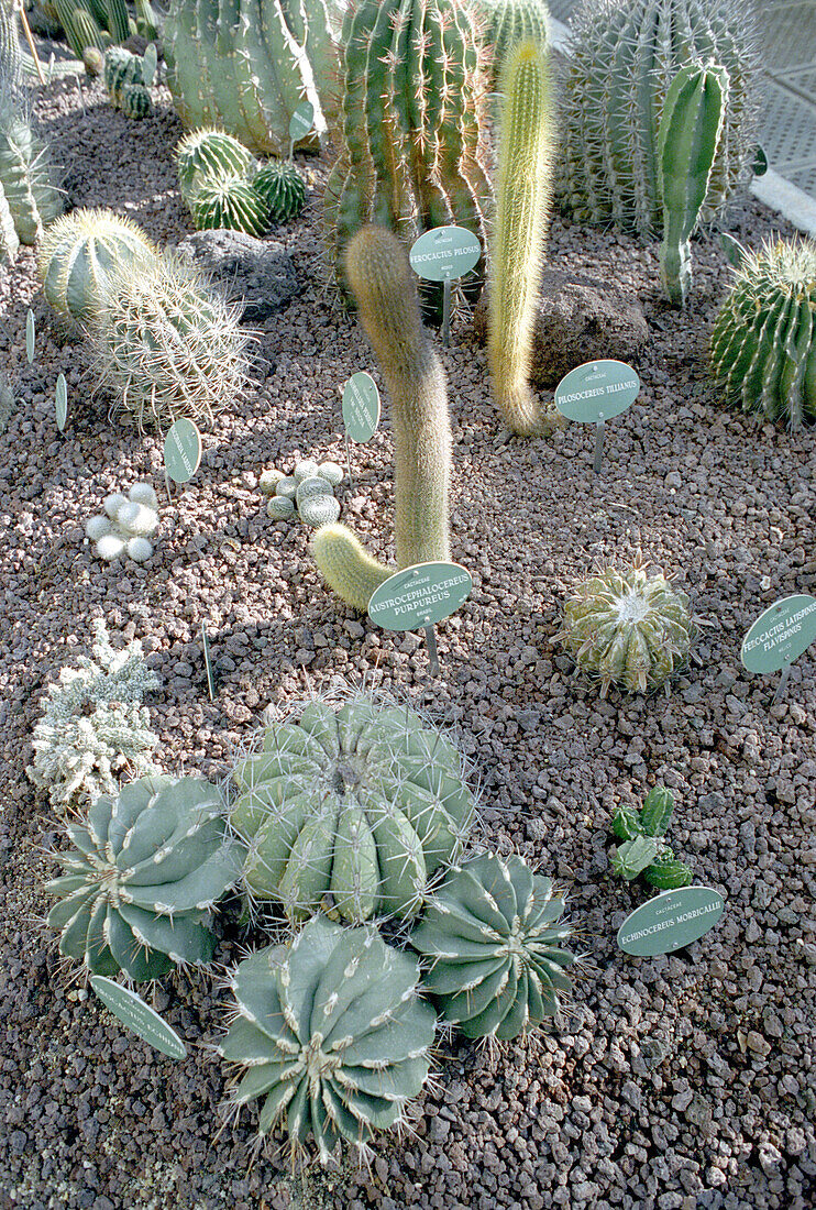 Blick auf Kaktuspflanzen in einem botanischen Garten, Madrid, Spanien, Europa