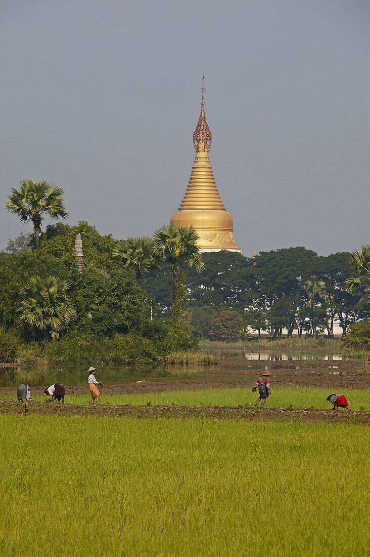 Rice planting in fields, golden Stupa, Frauen beim Reis einpflanzen, Feldarbeit, women working in rice paddies