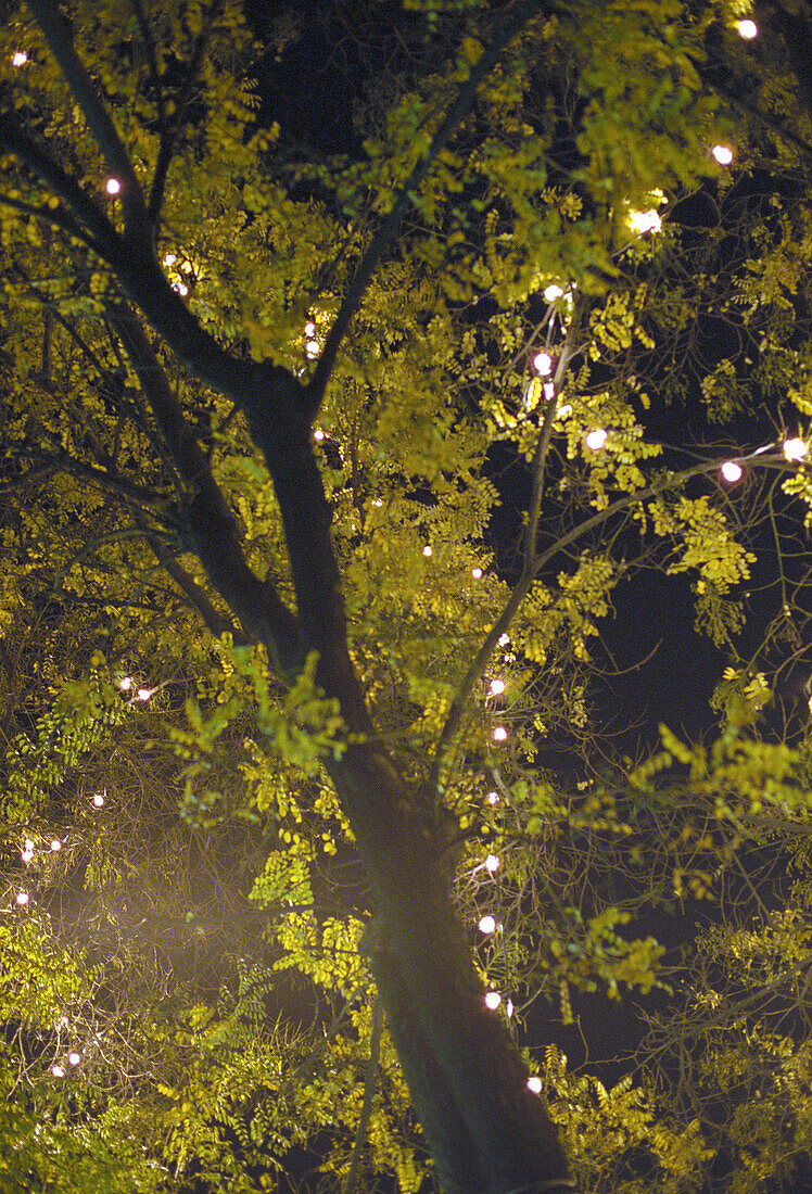 Baum mit Lichterkette bei Nacht, Madrid, Spanien, Europa