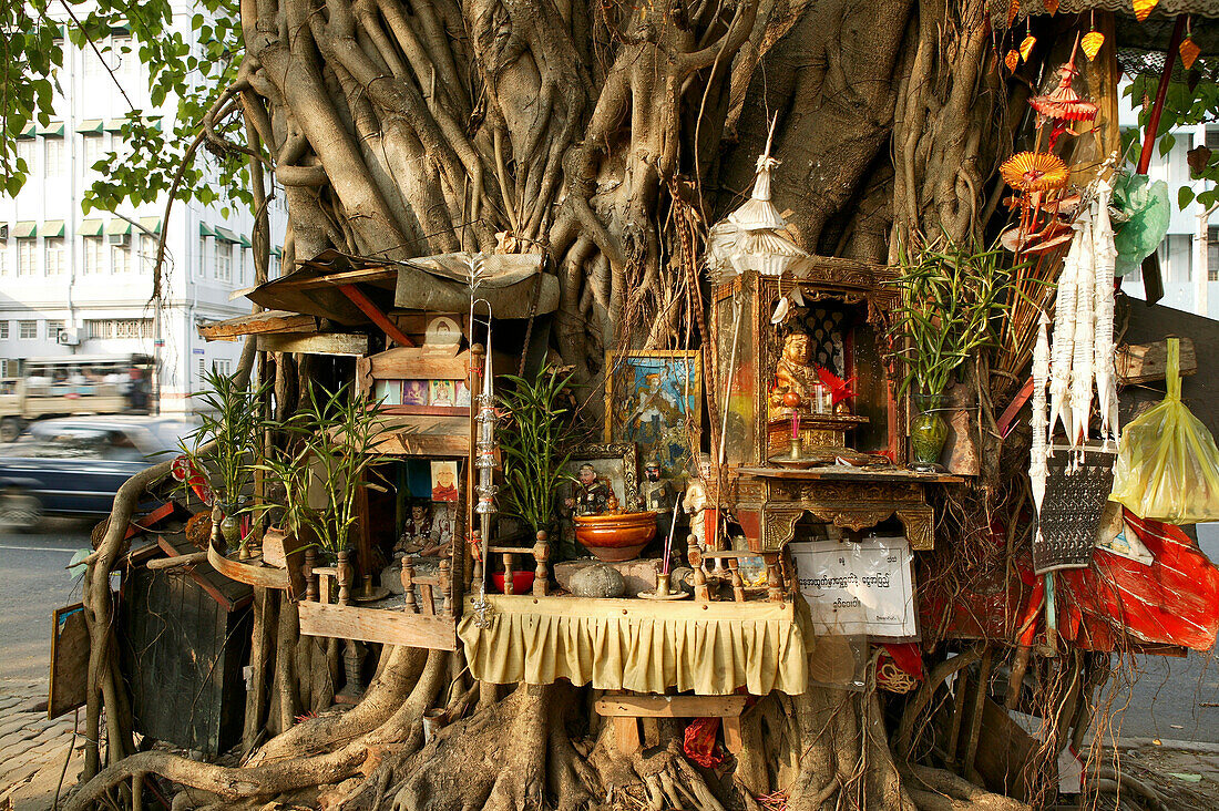 Old sacred tree, heilige Baum, Yangon, tree as shrine, surrounded by offerings, figures, Buddha, incense, Rangoon, Baum als Altar, mit Opfergaben, Weihrauch, Buddhas, Rangun
