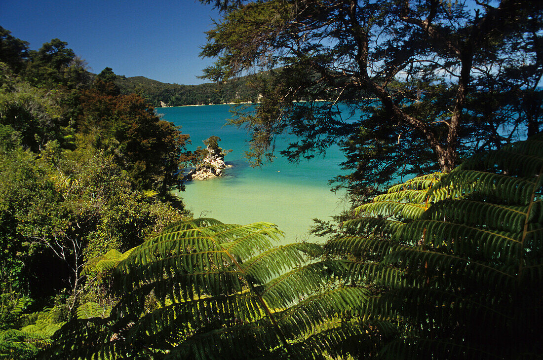 Vegetation an der Küste im Sonnenlicht, Abel Tasman Coast Track, Abel Tasman Nationalpark, Neuseeland, Ozeanien