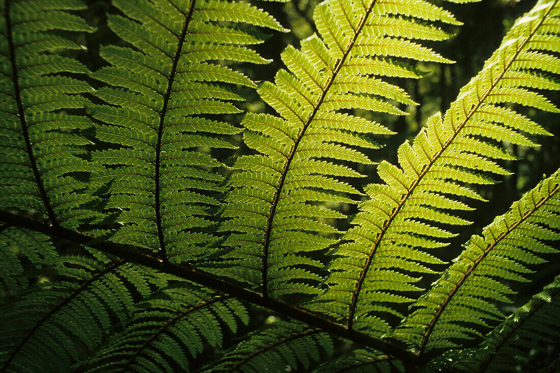 Close up of fern in the sunlight, New Zealand, Oceania