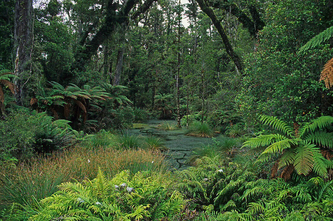 Rainforest at Westland National Park, New Zealand, Oceania