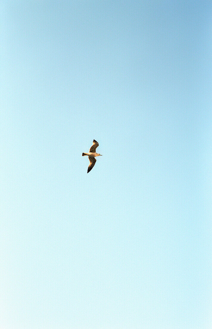 Seagull, Majorca, Spain