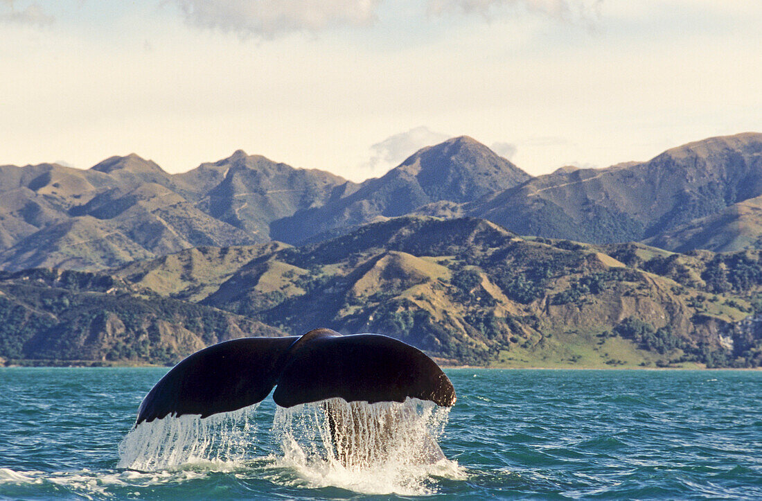 Fluke of a sperm whale off shore, Kaikoura, New Zealand, Oceania