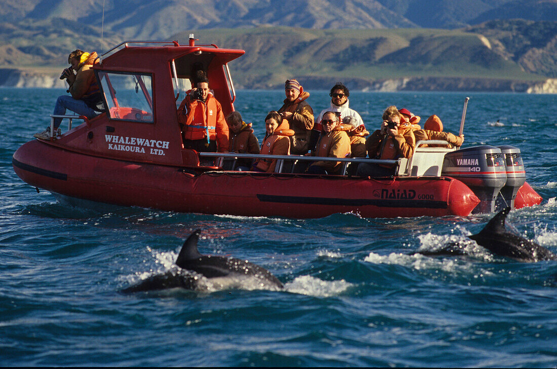 Dolphins folllow Whalewatch boat, NZ, Dolphins follow the tourist boat at Kaikoura, Delfine begleiten das Boot, whale watching