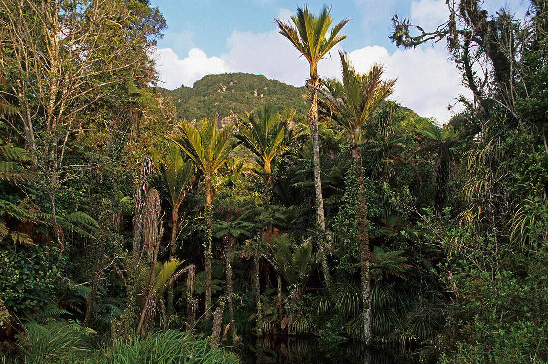 Nikau Palmen im Paparoa Nationalpark, Südinsel, Neuseeland, Ozeanien