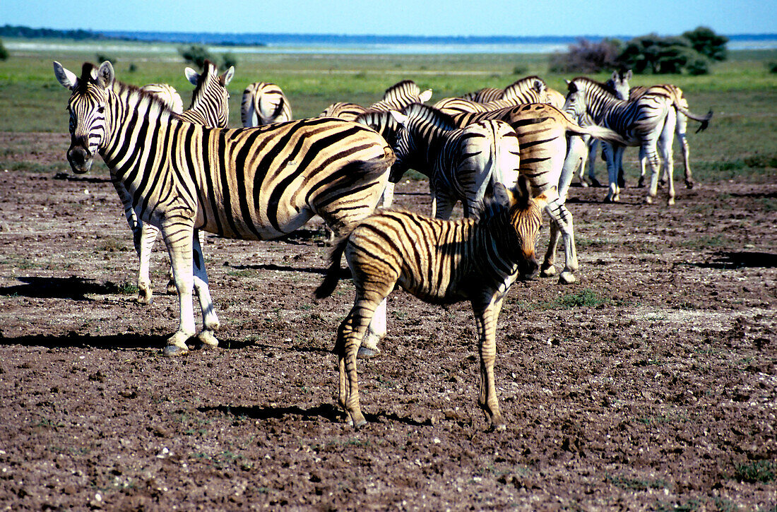 Group of Zebras, Etoscha, Etoscha, South Africa, Africa
