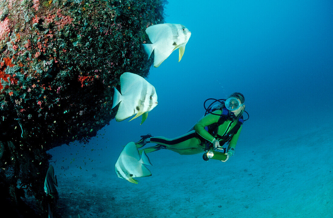 Longfin Batfishes and Diver, Platax Teira, Maldives, Indian Ocean, Meemu Atoll