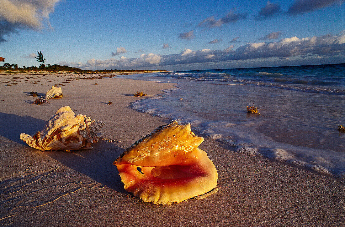 Beach with Shells, Cat Island, Bahamas