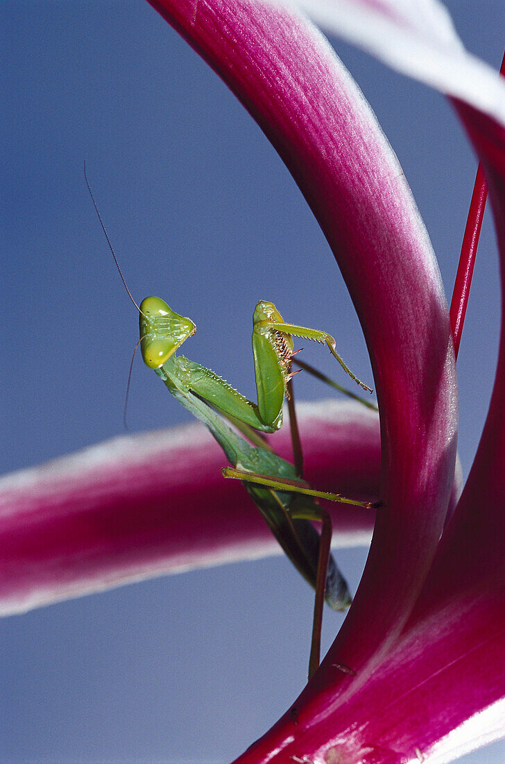 Praying Mantis, Bahama Carribean