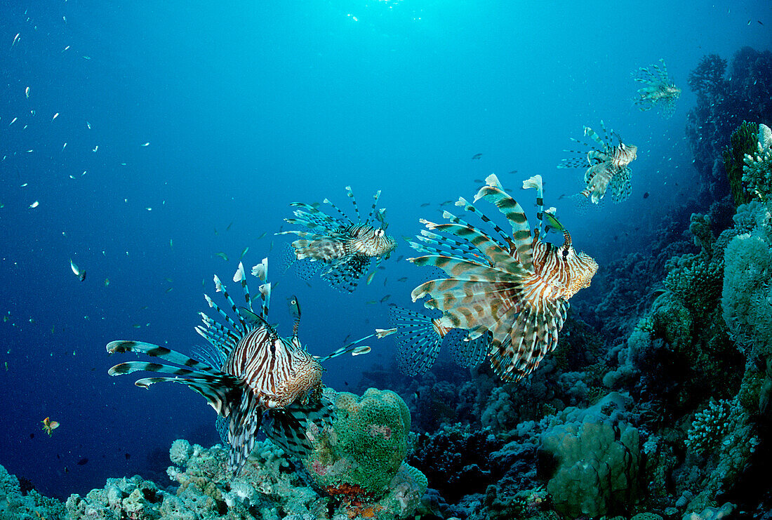 Rotfeuerfisch, Rotfeuerfische, lionfish, turkeyfis, turkeyfish, Pterois volitans