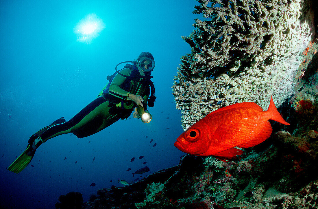 Crescent-tail bigeye and scuba diver,  Priacanthus hamrur, Malaysia, Sipadan, Borneo, Celebessee