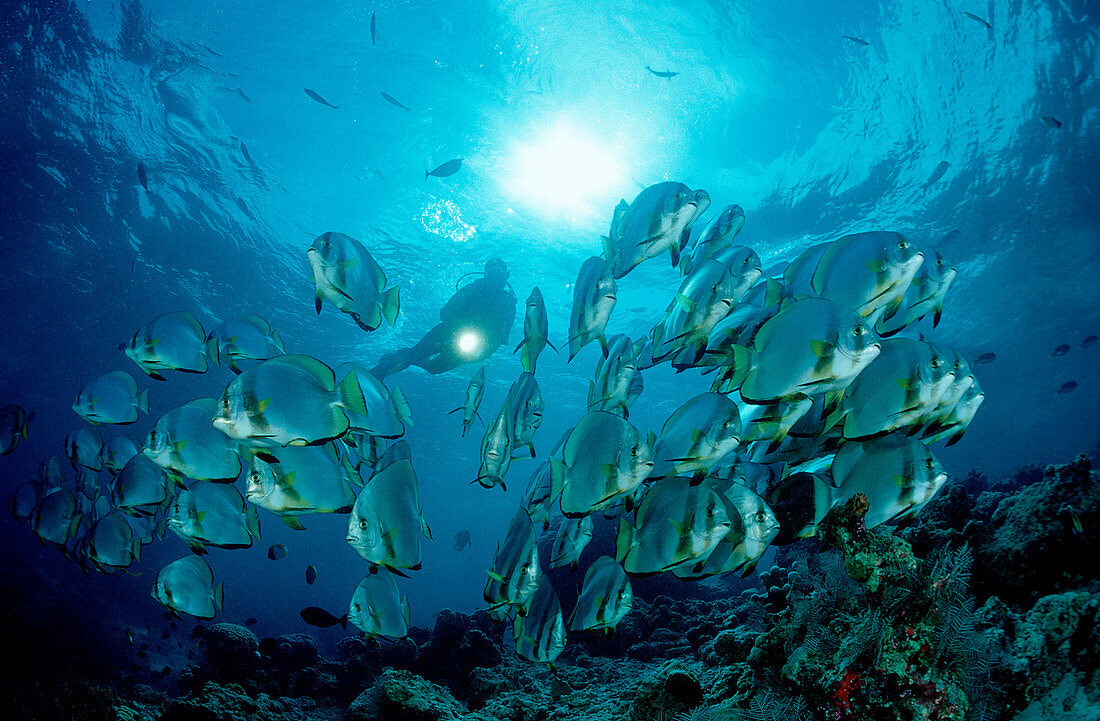 Pinnate batfish and scuba diver, Platax pinnatus, Malaysia, Sipadan, Borneo, Celebessee