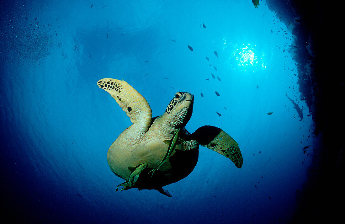 Suppenschildkröte, Meeresschildkröte, Green sea tu, Green sea turtle, green turtle, Chelonia mydas