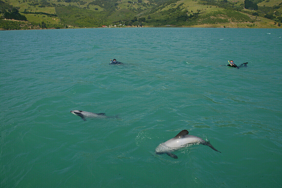 Swimming with dolphins, Banks Peninsula, Schwimmen mit Delfine, South Island