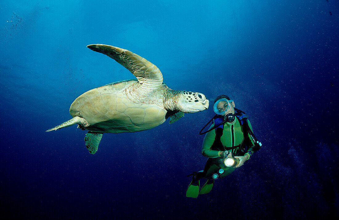 Green Turtle and Diver, Chelonia mydas, Malaysia, Sipadan, Borneo, Celebessee