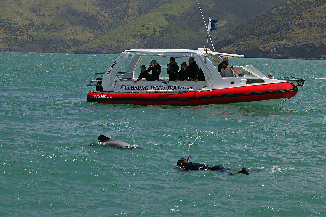 Diver swimming with dolphins off the shore of Banks peninsula, South Island, New Zealand, Oceania