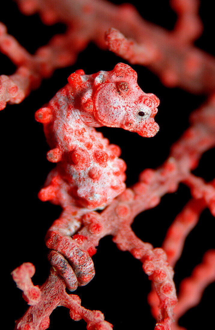 pygmy seahorse, Hippocampus bargibanti, Indonesia, Bali, Indian Ocean