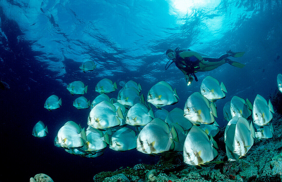 Fledermausfische und Taucher, Platax pinnatus, Malaysia, Sipadan, Borneo, Celebessee