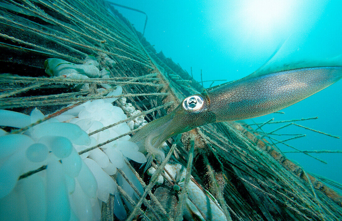 Suedlicher Riffkalmar bei der Eiablage, Sepiotheuthis australis, Malaysia, Pazifik, Borneo, Mabul