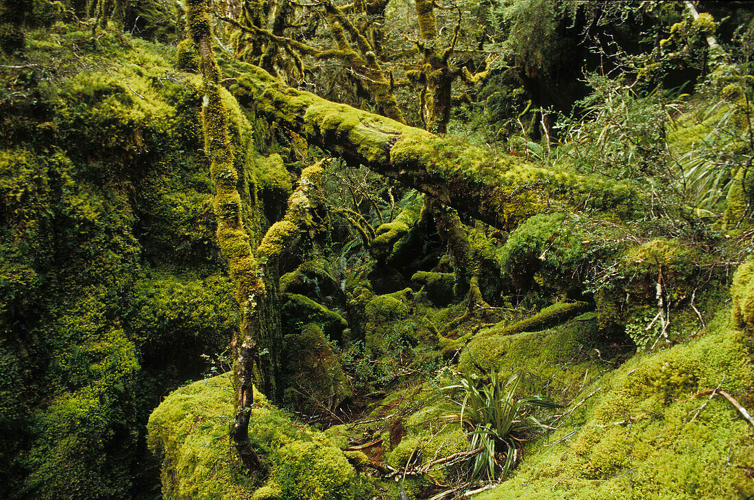 Moss covered forest, NZ, Moss-covered forest, Routeburn Track, one of New Zealand's Great Walks, 3-5 Tage subalpine forest, mountain and southern beech, Mount Aspiring and Fiordland National Park
