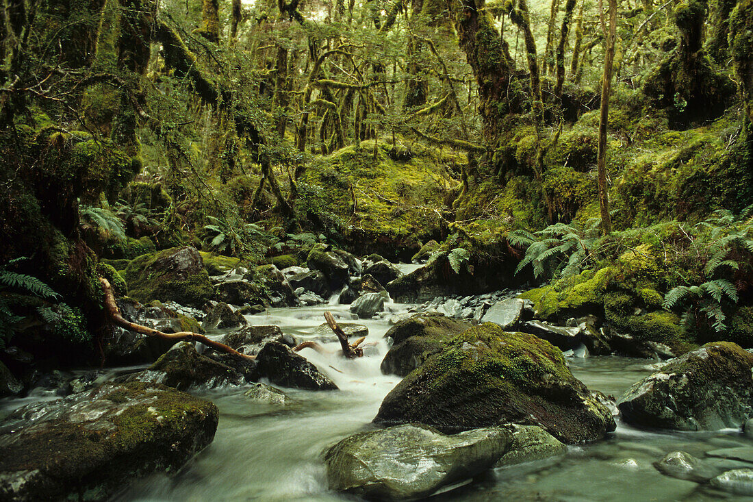 Bergbach und moosbewachsene Bäume im Regenwald im Mount Aspiring Nationalpark, Neuseeland, Ozeanien