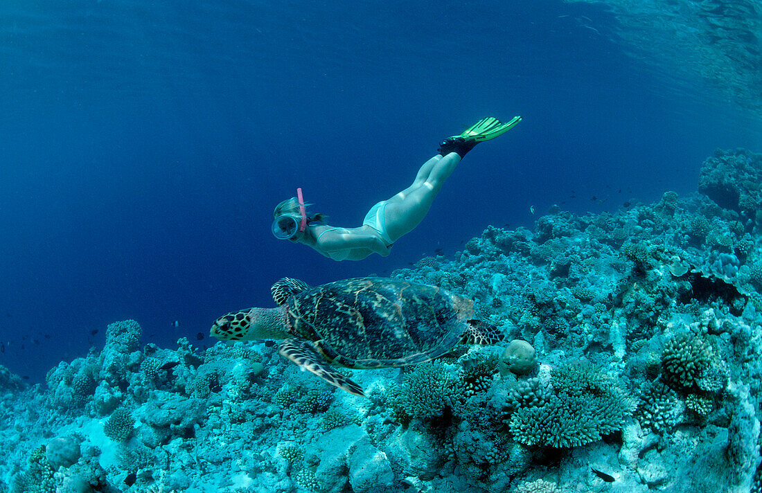 Echte Karettschildkroete und Schnorchlerin, Eretmochelys imbricata, Malediven, Indischer Ozean, Meemu Atoll