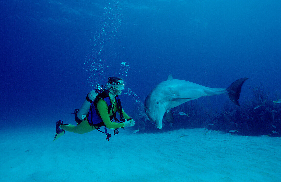 bottlenose dolphin and scuba diver, Tursiops truncatus, Bahamas, Caribbean Sea, Grand Bahama