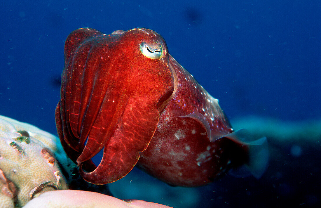 Breikeulen-Sepia, Cuttlefish, Sepia kobiensis