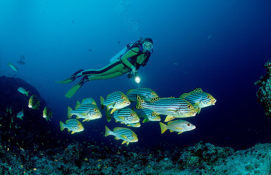 Taucher mit Orientalischen Suesslippen, Plectorhinchus orientalis, Malediven, Indischer Ozean, Meemu Atoll