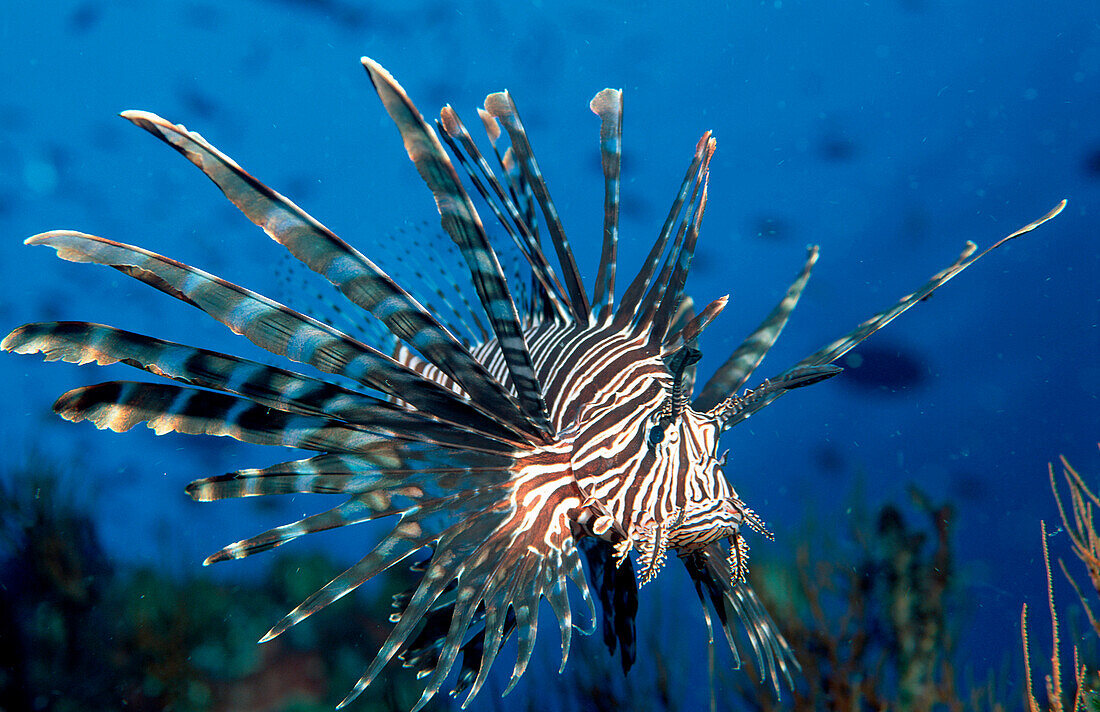 Rotfeuerfisch, Pterois volitans, Indonesien, Bali, Indischer Ozean