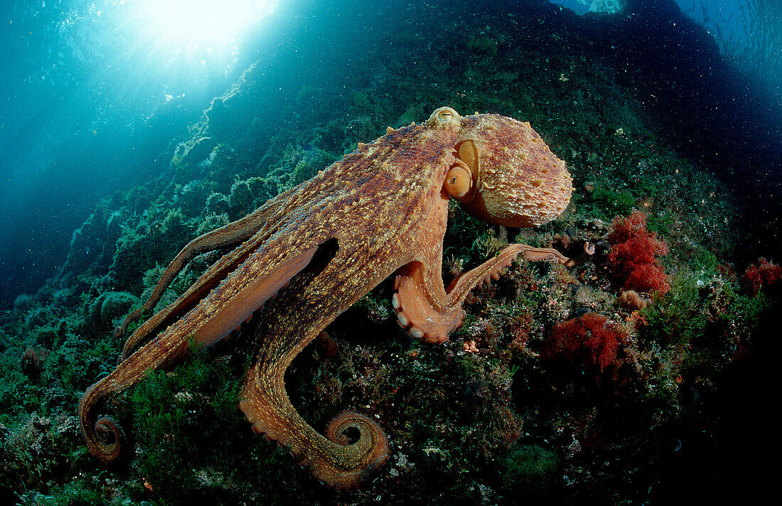 Gemeiner Krake, Oktopus, Octopus, Octopus vulgari, Octopus vulgaris
