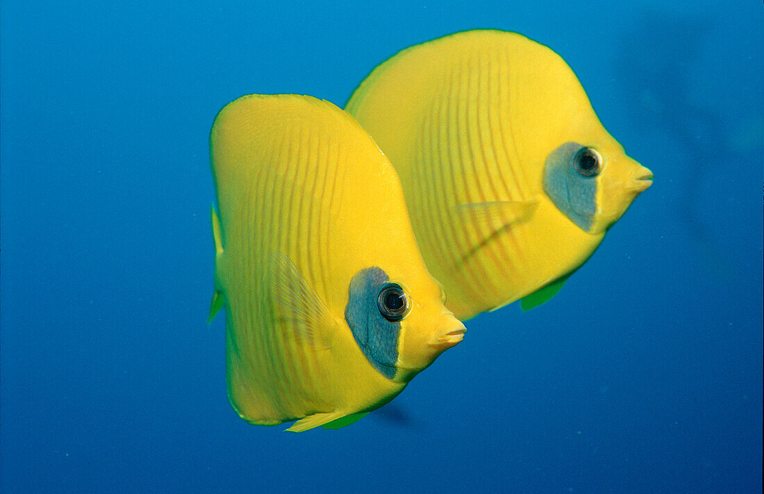 Maskenfalterfisch, Schmetterlingsfisch, Masked but, Masked butterflyfish, Chaetodon semilarvatus