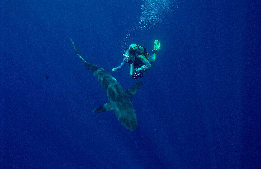 Silky shark and scuba diver, Carcharhinus falciformis, Egypt, Red Sea, Brother Islands