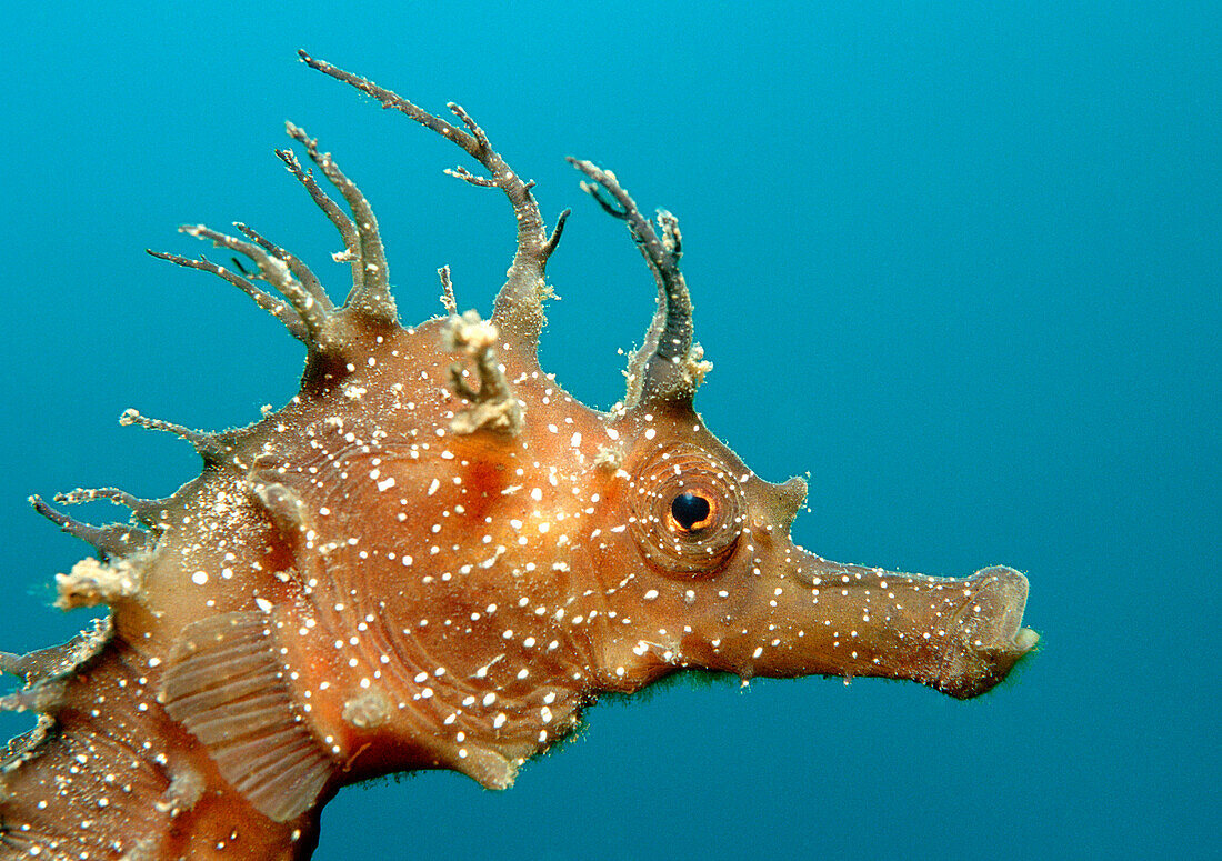 Speckled Seahorse, Long-snouted seahorse, Hairy Seahorse , Hippocampus guttulatus, Spain, Mallorca, Mediterranean Sea