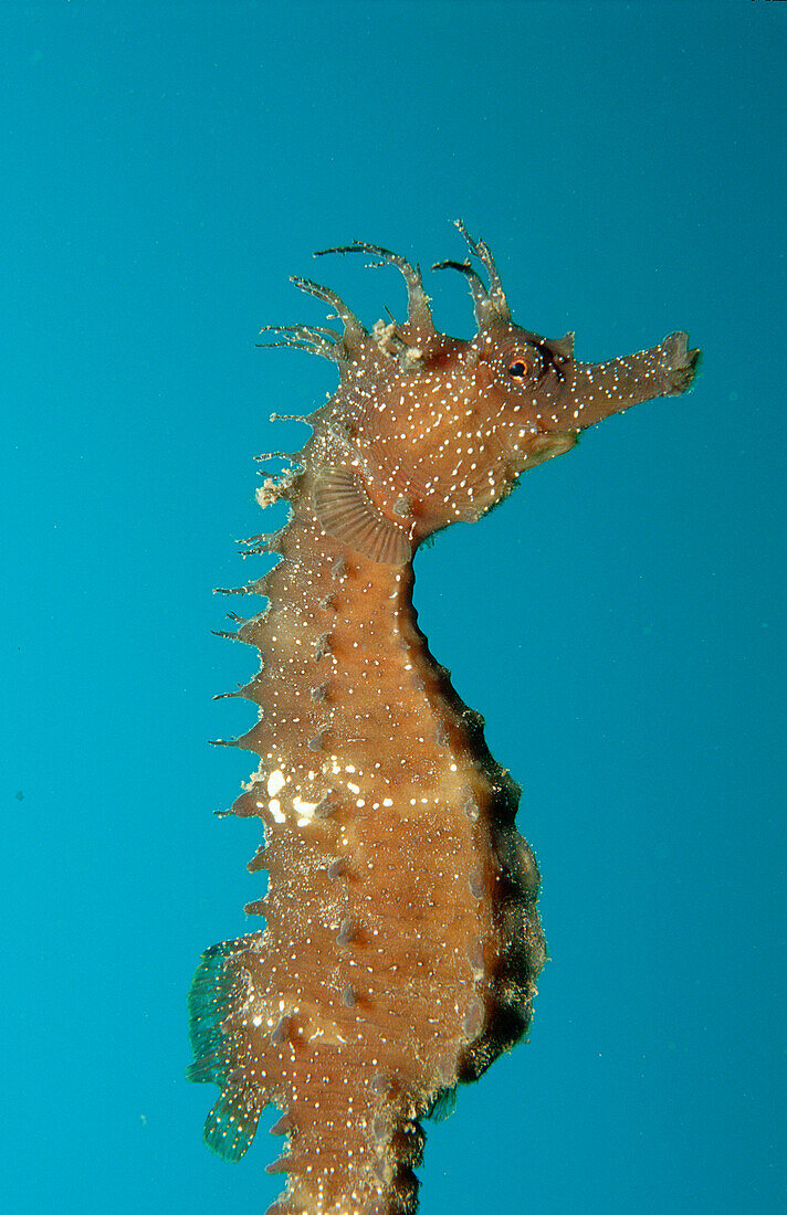 Langschnaeuziges Seepferdchen, seahorse, Hippocampu, Hippocampus guttulatus