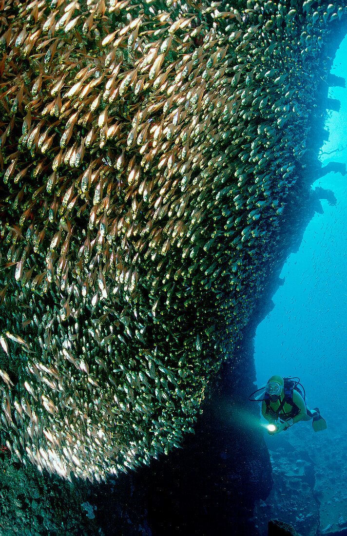 Glasfische und Taucher am Schiffswrack, Parapriacanthus ransonneti, Ägypten, AEgyptn, Rotes Meer, Hurghada