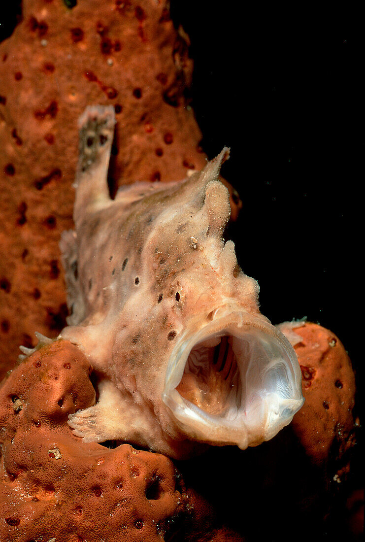 Gaehnender Kroetenfisch, Longlure Frogfish, Antennar, Antennarius multiocellatus
