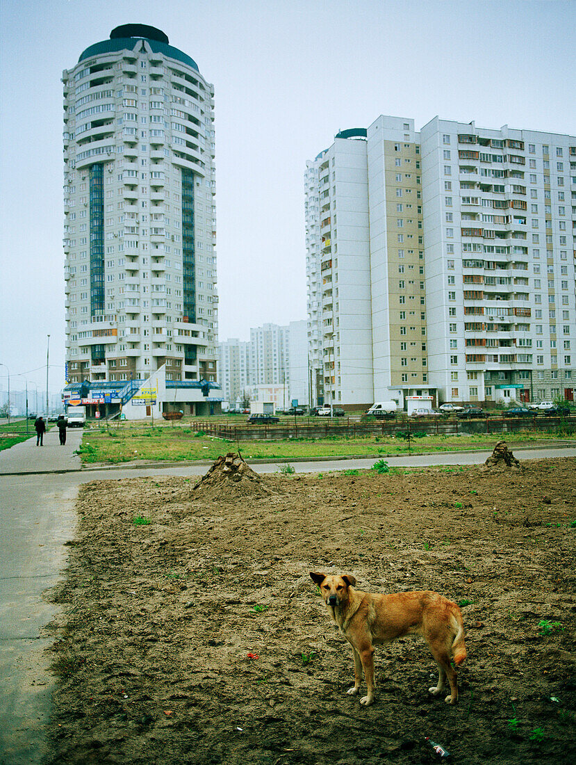 Streunender Hund im Vorort Marino, Moskau, Russland