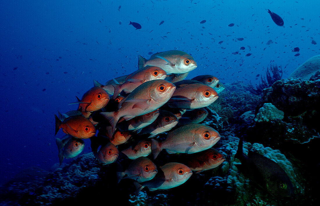 Pinjalo snapper, Pinjalo lewisi, Papua New Guinea, Pacific ocean