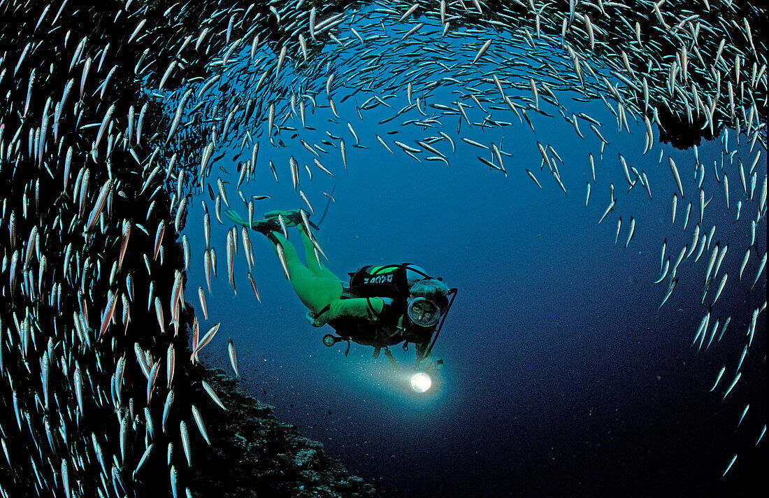 Glasfische und Taucher, Pygmy sweeper and scuba di, Pygmy sweeper and scuba diver, Parapriacanthus ransonneti