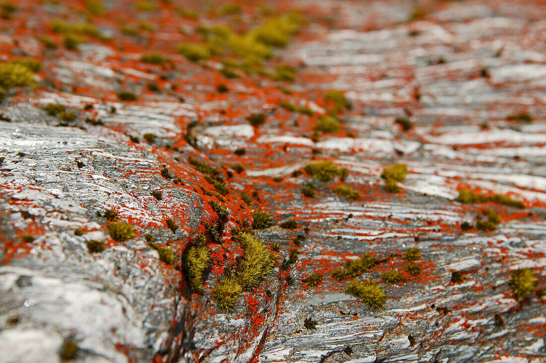 Red lichen on a rock, Fox Glacier, Westland National Park, South Island, New Zealand, Oceania